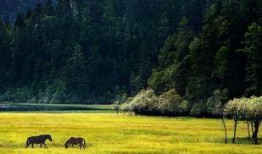 香格里拉最新爆料,揭秘神秘高原的傳奇故事與未解之謎