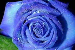 藍(lán)色妖姬爆料完整視頻大全,完整視頻大全幕后故事大公開