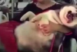 網(wǎng)紅爆料小孩視頻播放大全,熱門小孩視頻大盤點(diǎn)