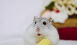 娛樂吃瓜醬倉鼠過生日,娛樂吃瓜醬倉鼠生日派對大揭秘