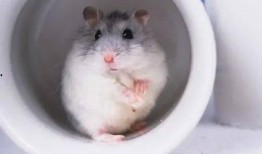 娛樂吃瓜醬倉鼠過生日,娛樂吃瓜醬倉鼠生日派對大揭秘