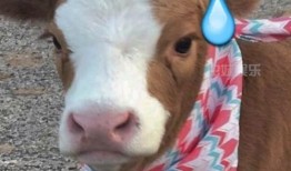 抖音吃瓜娛樂是真的嗎,揭秘網絡熱點的真假面紗