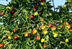 蘭州籽瓜能免費(fèi)吃嗎