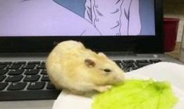 娛樂吃瓜醬倉鼠過生日,娛樂吃瓜醬倉鼠生日派對大揭秘