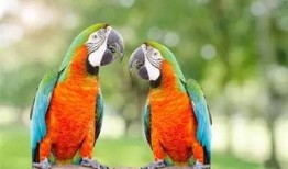 搞笑鸚鵡爆料視頻下載免費(fèi),視頻下載免費(fèi)，笑料橫飛揭秘幕后！