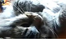 搞笑鸚鵡爆料視頻下載免費(fèi),視頻下載免費(fèi)，笑料橫飛揭秘幕后！