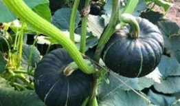 反差風(fēng)視頻吃瓜網(wǎng)紅,揭秘網(wǎng)絡(luò)紅人的雙重魅力