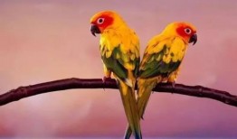 搞笑鸚鵡爆料視頻下載免費(fèi),視頻下載免費(fèi)，笑料橫飛揭秘幕后！