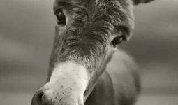 太子爺爆料二驢視頻,二驢視頻背后的驚人真相