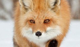 狐貍在線手機觀看,手機端暢享精彩影視時光