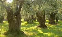 橄欖樹 在線觀看,穿越時空的綠色傳奇