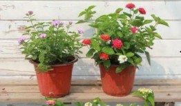 小寶茶最新皮膚爆料視頻,炫彩特效，帶你領(lǐng)略茶文化魅力