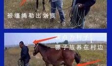 九天爆料語音騾子視頻,揭秘語音騾子視頻背后的秘密與真相