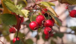 空心山楂爆料視頻播放,視頻爆料背后的真相與爭(zhēng)議