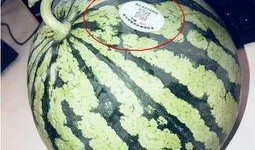 遵義網(wǎng)紅吃瓜,揭秘網(wǎng)絡(luò)紅人的幕后故事