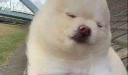 博美爆料新聞視頻播放下載