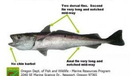 鱈魚最新爆料新聞報道圖片,揭秘娛樂圈幕后真相！”
