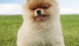 博美爆料新聞視頻播放下載